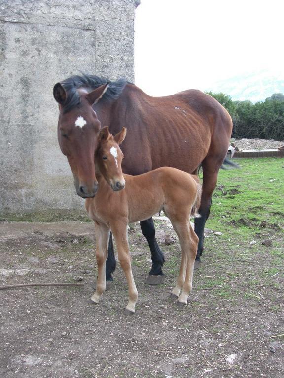 Agriturismo Su Nuragheddu Villa Galtellì Dış mekan fotoğraf