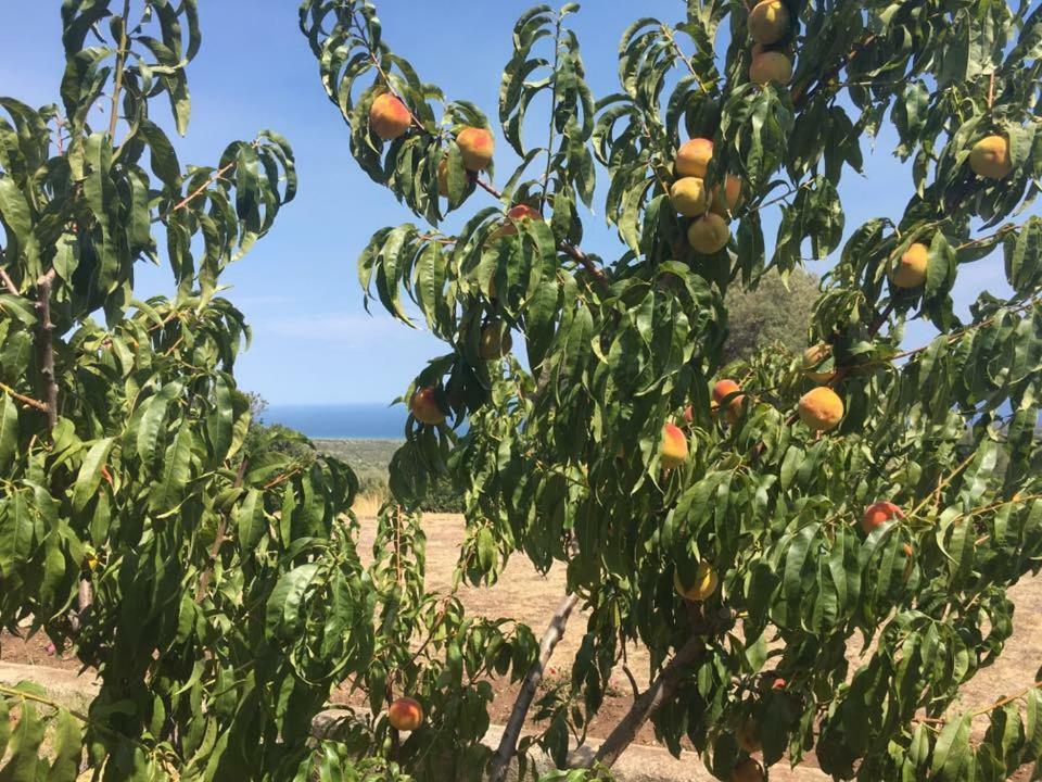 Agriturismo Su Nuragheddu Villa Galtellì Dış mekan fotoğraf